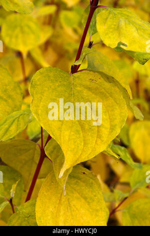 CORNUS SANGUINEA FLAMME MAGIQUE. Cornouiller commun. CORNEL. À l'automne. Banque D'Images