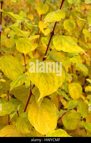 CORNUS SANGUINEA FLAMME MAGIQUE. Cornouiller commun. CORNEL. À l'automne. Banque D'Images