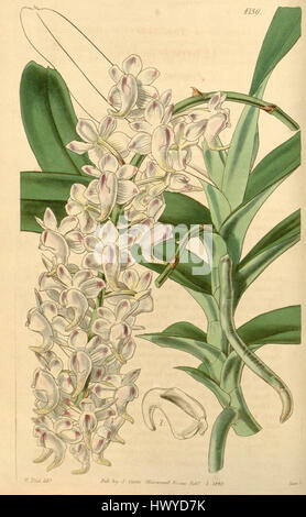 Aerides odorata, également connu sous le nom d'Aerides odoratum, est une espèce d'orchidée décrite dans le magazine Botanical de Curtis en 1845. L'impression met en valeur les caractéristiques délicates de la plante et les fleurs vibrantes. Banque D'Images