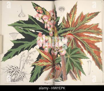 Begonia heracleifolia Banque de photographies et d'images à haute  résolution - Alamy