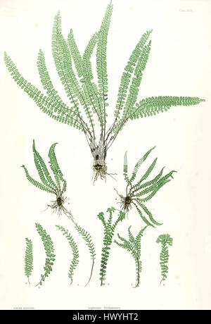 Asplenium trichomanes, communément connu sous le nom d'asplenium rate wort, est une espèce de fougère trouvée dans les régions tempérées. Cette illustration botanique de Moore met en évidence les frondes délicates de la fougère et sa structure unique, typique du genre Asplenium. Banque D'Images