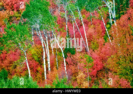 Variétés mixtes des érables avec tremble dans la couleur de l'automne. Targhee National Forest, North Carolina Banque D'Images