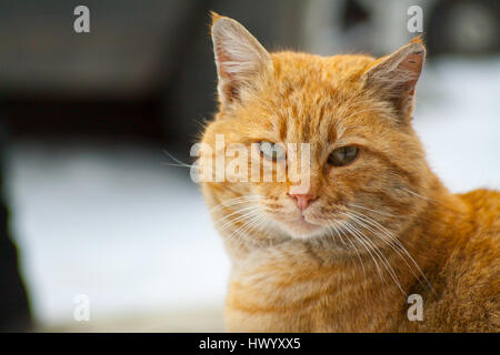 La rue chat nommé Bob couleur Rouge est belle et intelligente Banque D'Images