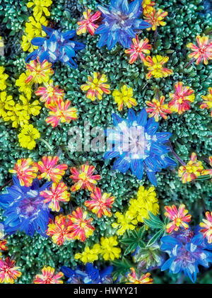 Fleurs sauvages, mixte. Lupin, et surtout des sedums. Steens Mountain Wilderness, Oregon Banque D'Images