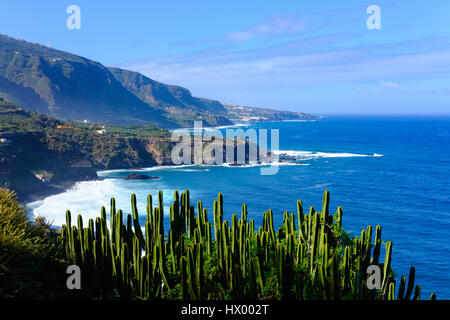 L'Espagne, Iles Canaries, Tenerife, Los Realejos, Punta del Guindaste, île des Canaries Spurge Banque D'Images