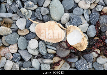 Coquilles de crabe et des pierres sur la plage de l'île Little Cranberry, dans le Maine.
