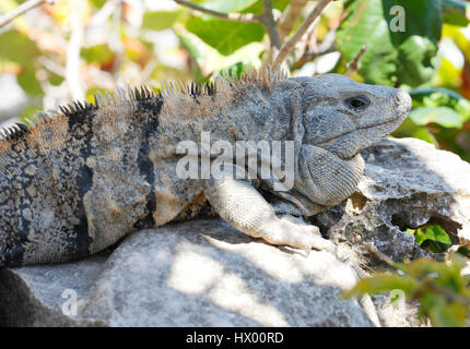 Close up of lizard iguane worming up sur le rocher au Mexique Banque D'Images