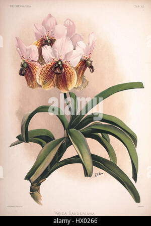L'illustration de Frederick Sander de 1890 tirée de 'Reichenbachia II' représente Vanda sanderiana, une espèce d'orchidée connue pour ses fleurs violettes et roses vibrantes. Cette plaque botanique détaillée met en évidence la structure et les caractéristiques uniques de la plante, y compris ses pétales et ses marques complexes. Banque D'Images