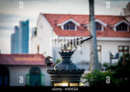 Interaction oiseaux debout dans une lampe électrique - Panama City, Panama Banque D'Images