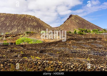 Vignoble sur Lanzarote, Caldera Colorada, îles Canaries, Espagne Banque D'Images