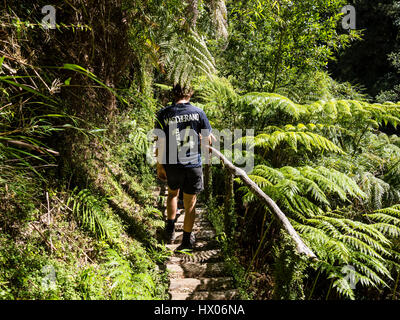 Cascadas Escondidas sentier à, 'chemin', des cascades cachées dans la forêt tropicale, le parc Pumalin, parque Pumalin, Carretera Austral, Chili Banque D'Images