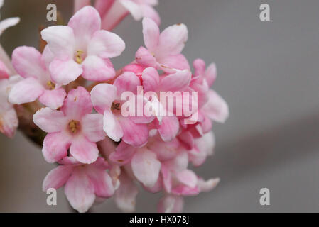 Viburnum farreri Viburnum, fleurs des jardins Banque D'Images