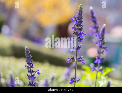 Printemps en fleurs fleurs violettes sur une belle journée ensoleillée Banque D'Images