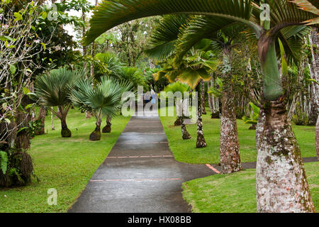 Martinique, Jardine de Balata, forte de la France, la route de Balata, N3, jardins horticoles tropicaux dans une jungle, Banque D'Images