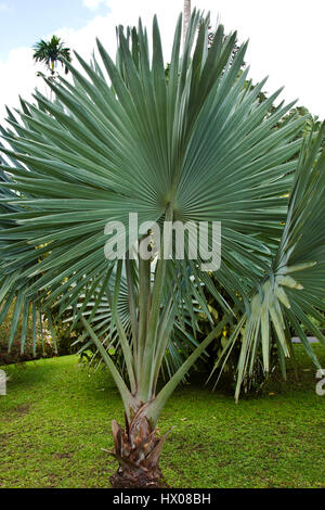 Martinique, Jardine de Balata, forte de la France, la route de Balata, N3, jardins horticoles tropicaux dans une jungle, Banque D'Images