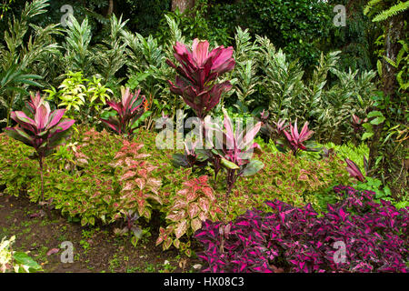 Martinique, Jardine de Balata, forte de la France, la route de Balata, N3, jardins horticoles tropicaux dans une jungle, Banque D'Images