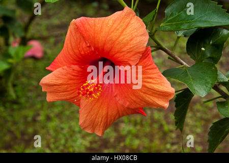 Martinique, Jardine de Balata, forte de la France, la route de Balata, N3, jardins horticoles tropicaux dans une jungle, Banque D'Images