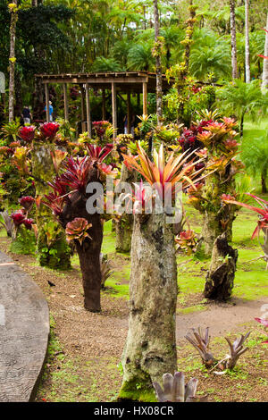 Martinique, Jardine de Balata, forte de la France, la route de Balata, N3, jardins horticoles tropicaux dans une jungle, Banque D'Images