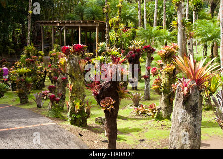 Martinique, Jardine de Balata, forte de la France, la route de Balata, N3, jardins horticoles tropicaux dans une jungle, Banque D'Images