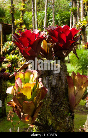 Martinique, Jardine de Balata, forte de la France, la route de Balata, N3, jardins horticoles tropicaux dans une jungle, Banque D'Images