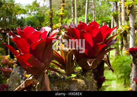 Martinique, Jardine de Balata, forte de la France, la route de Balata, N3, jardins horticoles tropicaux dans une jungle, Banque D'Images