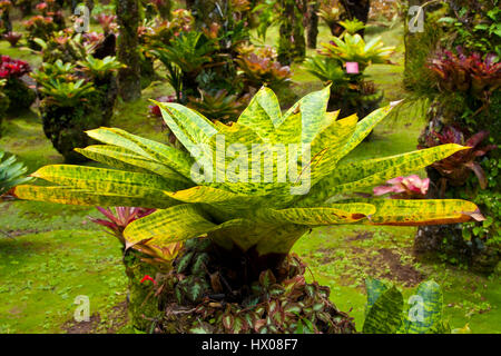 Martinique, Jardine de Balata, forte de la France, la route de Balata, N3, jardins horticoles tropicaux dans une jungle, Banque D'Images