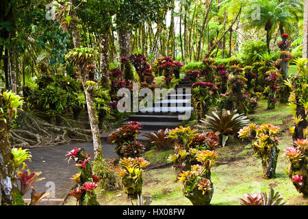 Martinique, Jardine de Balata, forte de la France, la route de Balata, N3, jardins horticoles tropicaux dans une jungle, Banque D'Images