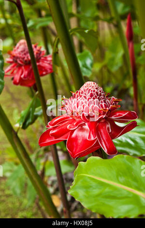 Martinique, Jardine de Balata, forte de la France, la route de Balata, N3, jardins horticoles tropicaux dans une jungle, Banque D'Images