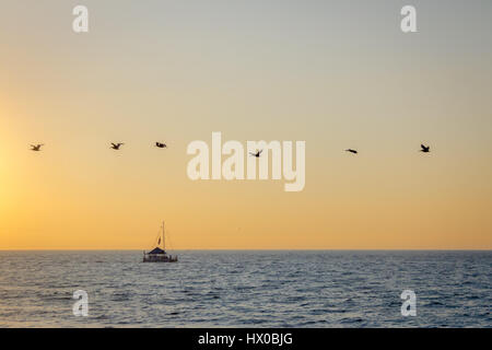 Groupe de pélicans battant sur la plage au coucher du soleil - Puerto Vallarta, Jalisco, Mexique Banque D'Images