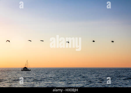 Groupe de pélicans battant sur la plage au coucher du soleil - Puerto Vallarta, Jalisco, Mexique Banque D'Images