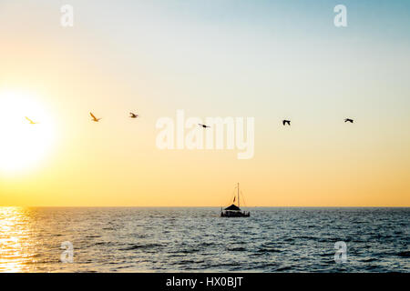 Groupe de pélicans battant sur la plage au coucher du soleil - Puerto Vallarta, Jalisco, Mexique Banque D'Images