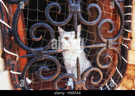 Chat blanc aux yeux bleus me fixe appareil photo avec coffre Banque D'Images