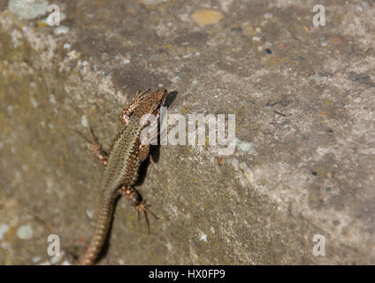 Lizard debout sur le rocher et le soleil lui-même Banque D'Images