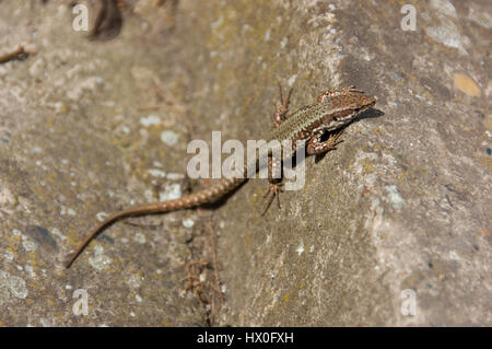 Lizard debout sur le rocher et le soleil lui-même Banque D'Images