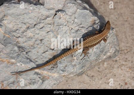 Lizard debout sur le rocher et le soleil lui-même Banque D'Images