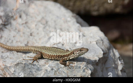 Lizard debout sur le rocher et le soleil lui-même Banque D'Images