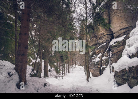 Sentier étroit entre les rochers et les sapins de la forêt en parc national Saechsische Schweiz - Suisse Saxonne Parc National, Allemagne Banque D'Images