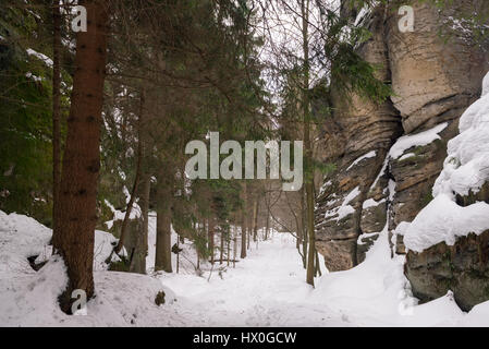 Sentier étroit entre les rochers et les sapins de la forêt en parc national Saechsische Schweiz - Suisse Saxonne Parc National, Allemagne Banque D'Images