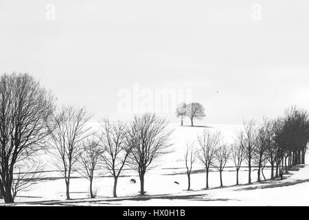 Lohmen, Allemagne - le 12 février 2017 : noir et blanc minimaliste d'une vallée couverte de neige avec des matières d'arbres et les gens qui marchent avec des chiens Banque D'Images