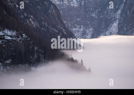 La rive du lac recouvert de sapin en treest matin brumeux, Königssee, Allemagne Banque D'Images