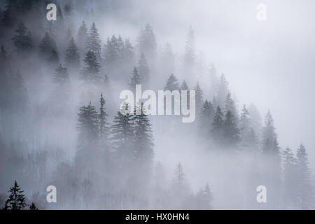 La rive du lac recouvert de sapin en treest matin brumeux, Königssee, Allemagne Banque D'Images