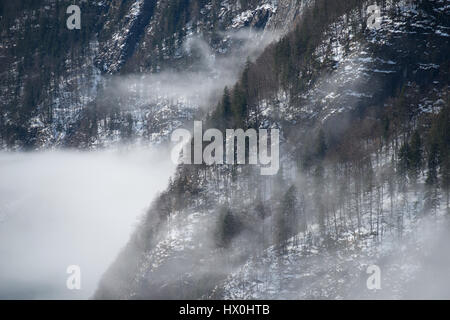 La rive du lac recouvert de sapin en treest matin brumeux, Königssee, Allemagne Banque D'Images