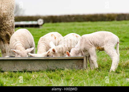 Manger les agneaux d'un creux Banque D'Images
