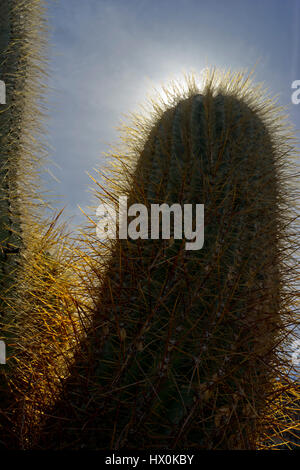 Jardín de cactus, une combinaison parfaite de l'art et l'architecture de jardin, est l'un des derniers projets de César Manrique à Lanzarote Banque D'Images