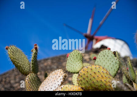 Jardín de cactus, une combinaison parfaite de l'art et l'architecture de jardin, est l'un des derniers projets de César Manrique à Lanzarote Banque D'Images