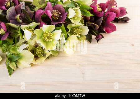 Fleurs de Printemps couleur pastel arrière-plan. Lenten roses sur des meubles en bois Banque D'Images