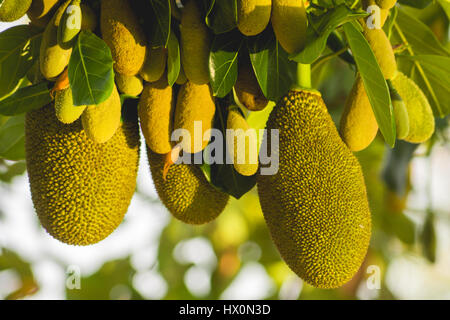 Close up jack-fruits sur l'arbre Banque D'Images