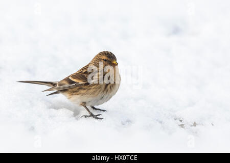 Libre de droits (Carduelis flavirostris Twite) pendant la saison d'hiver dans la neige. Un twite est un petit passereau brun dans la famille des Fringillidae. Banque D'Images