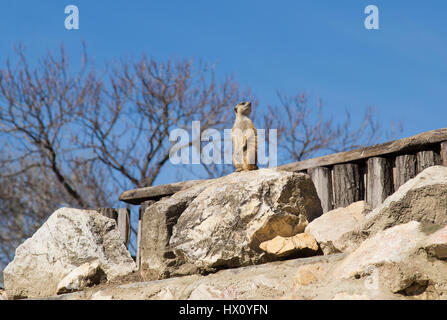 Meerkat dans Zoo de Budapest Hongrie Banque D'Images