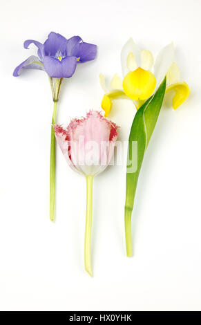 Plantes, fleurs, Studio shot of couper les tiges des tulipes contre Iris avec fond blanc. Banque D'Images